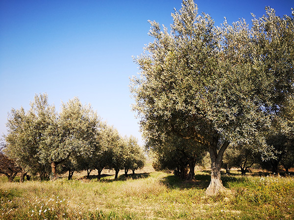 O' live PROD - moulinier producteur confiseur - vente en ligne huile d'olive, olives, olives en pâte, coffrets cadeaux