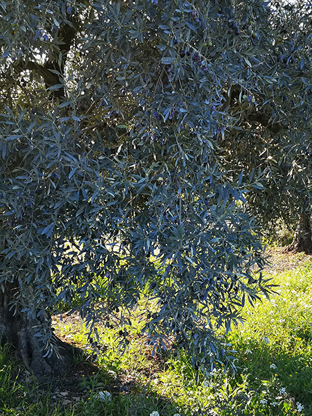 O' live PROD - moulinier producteur confiseur - vente en ligne huile d'olive, olives, olives en pâte, coffrets cadeaux